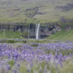 Fotografía Seljalandsfoss Islandia – Campo de lupinos morados y cascada entre montañas verdes en verano