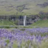 Capture d’écran 2026-06-11 à 23.46.49 Fotografía Seljalandsfoss Islandia – Campo de lupinos morados y cascada entre montañas verdes en verano