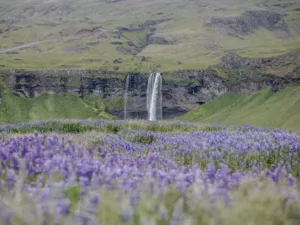 Fotografía Seljalandsfoss Islandia – Campo de lupinos morados y cascada entre montañas verdes en verano