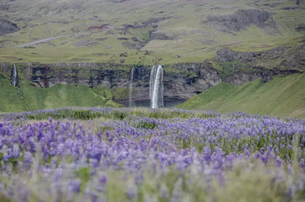 Capture d’écran 2026-06-11 à 23.46.49 Fotografía Seljalandsfoss Islandia – Campo de lupinos morados y cascada entre montañas verdes en verano