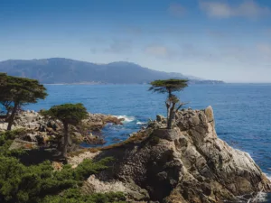 The Lone Cypress Pebble Beach Monterey