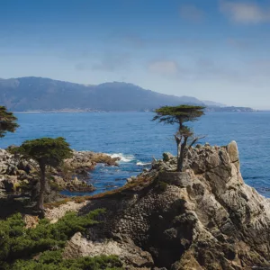 The Lone Cypress Pebble Beach Monterey
