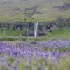 Seljalandsfoss y campanillas azules wall art Fotografia fine art cascada Seljalandsfoss Islandia campanillas azules silvestres edicion limitada cuadro paisaje nordico