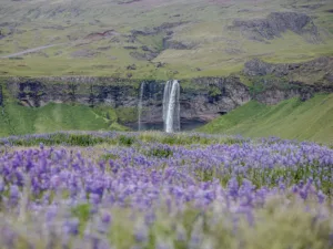 Seljalandsfoss y campanillas azules wall art Fotografia fine art cascada Seljalandsfoss Islandia campanillas azules silvestres edicion limitada cuadro paisaje nordico