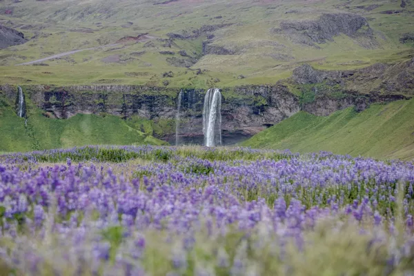 Seljalandsfoss y campanillas azules wall art Fotografia fine art cascada Seljalandsfoss Islandia campanillas azules silvestres edicion limitada cuadro paisaje nordico